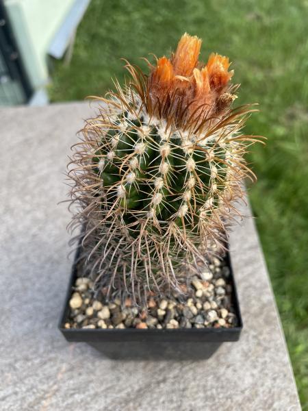 Parodia mairanana